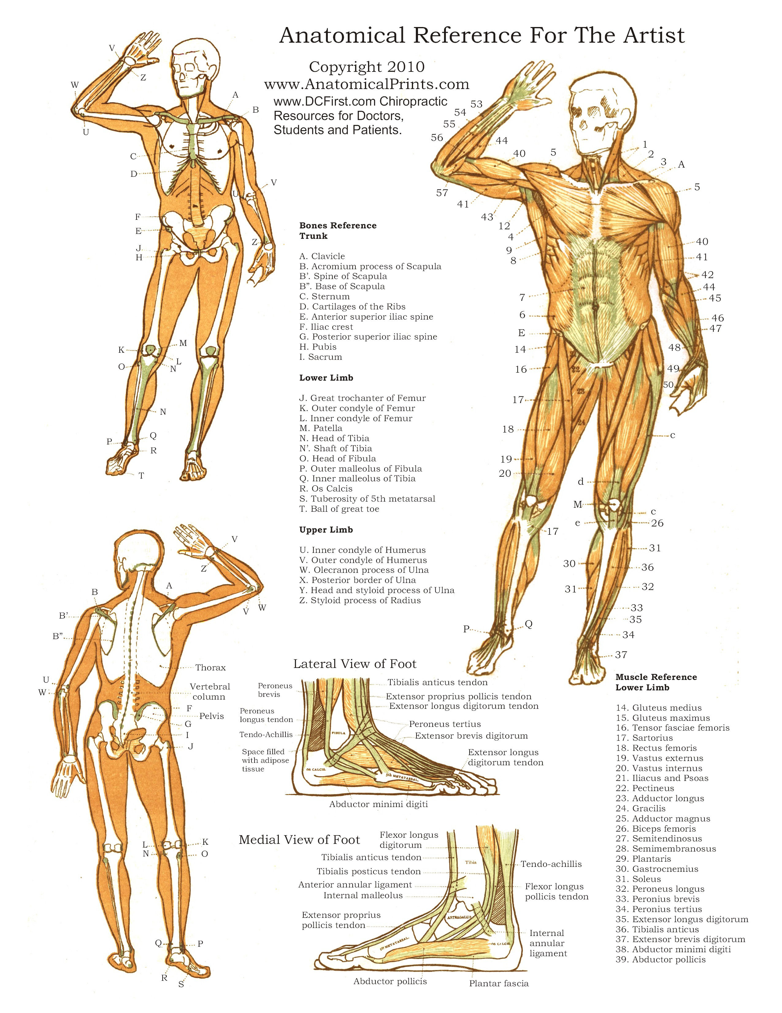 free-acupuncture-charts