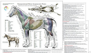 Equine Acupuncture
