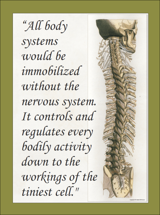 Nervous System Quote