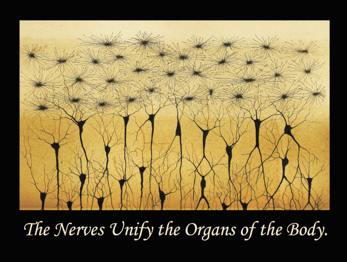 Nerves Unify Quote
