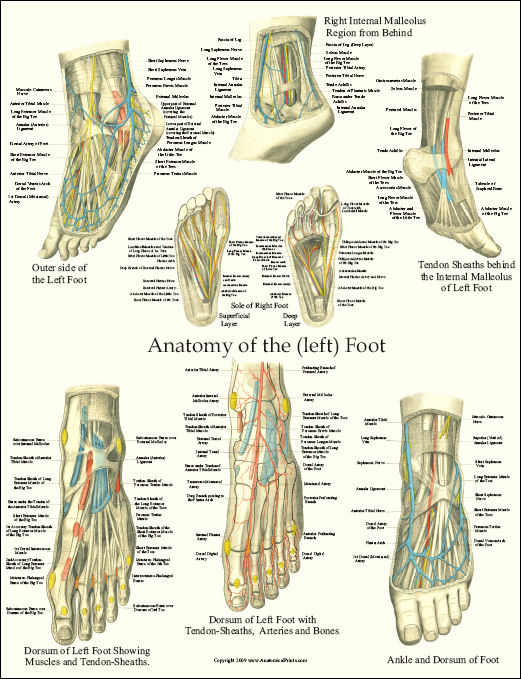 anatomy of foot. Foot Anatomy Laminated Poster