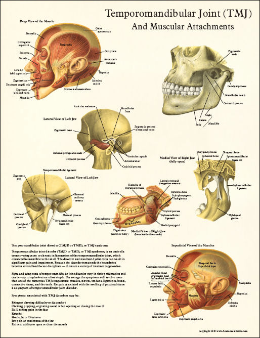 Anatomy Of Tmj