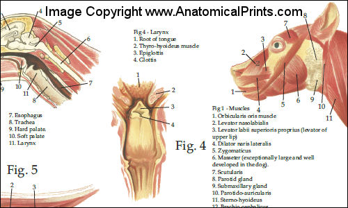 Dog Muscular Anatomy