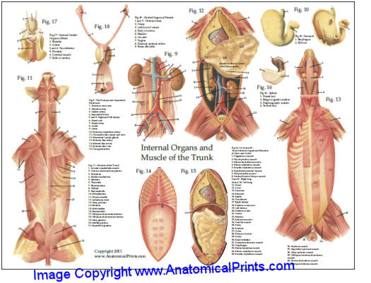 Dog Muscular Anatomy Chart 8 x 11