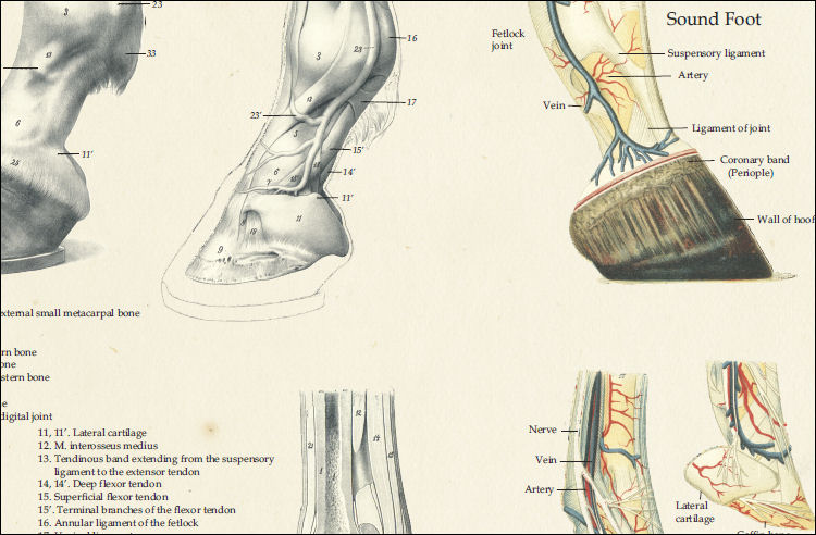 Horse Foot Anatomy Poster