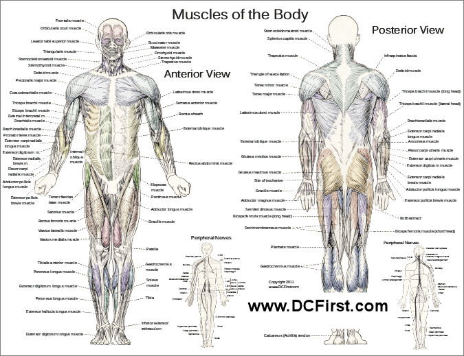 human muscles body