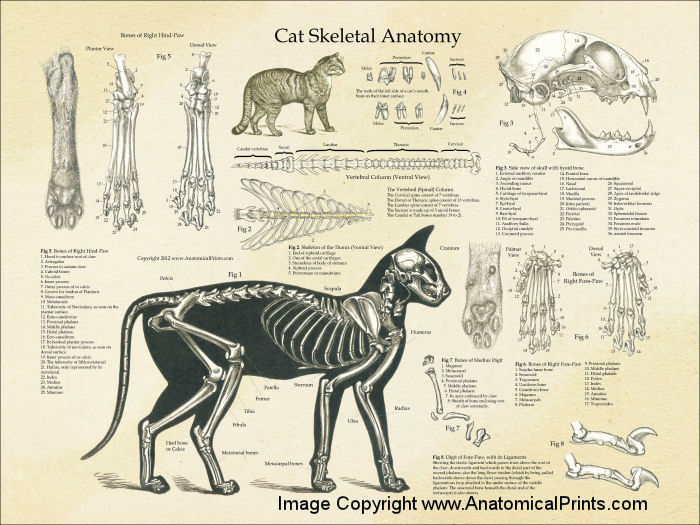 Cat Skeletal Anatomy Poster