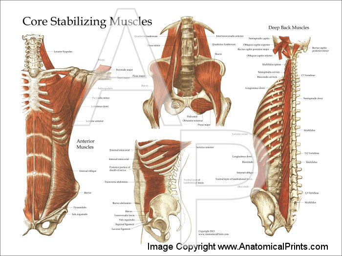 Deep and Core Stabilizing Muscles Posters 18 X 24