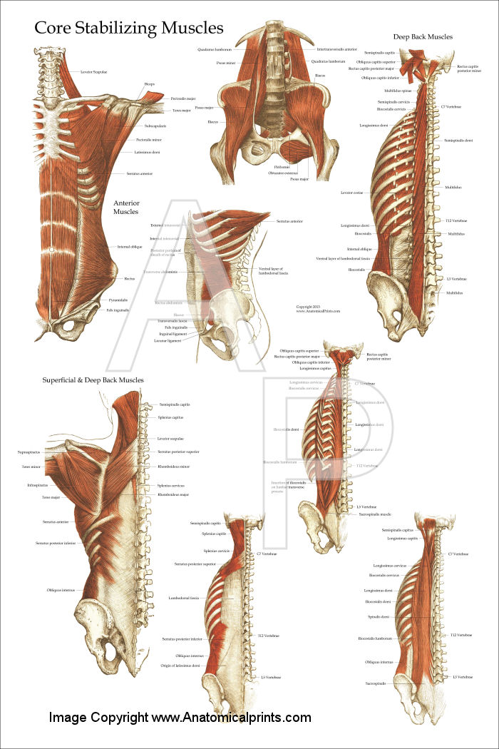 Deep And Core Stabilizing Muscle Poster