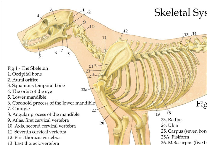 Dog Anatomy Skeletal Poster