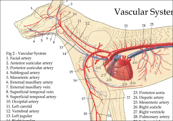 Dog Anatomy Vascular Poster