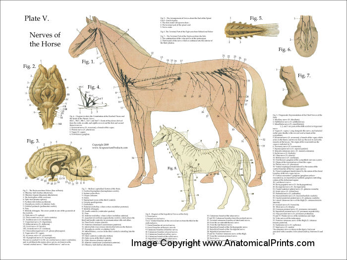 Horse Nervous System Anatomy Poster