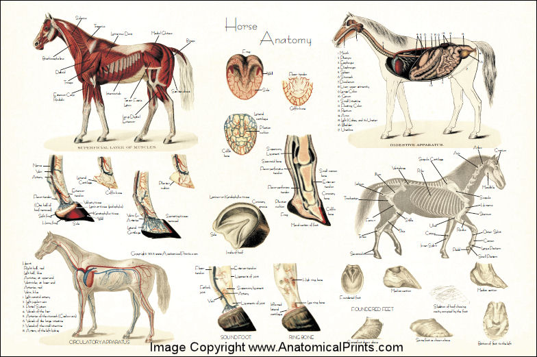 Horse Anatomy Poster