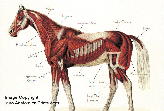 Horse Anatomy Poster