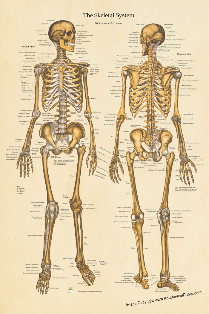 Skeletal Anatomy Poster