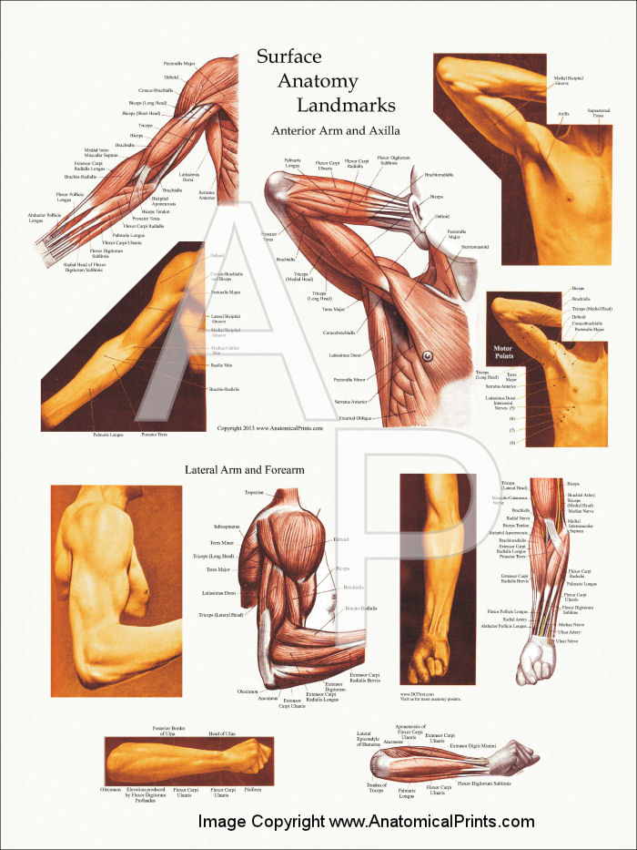 Arm muscle surface anatomy