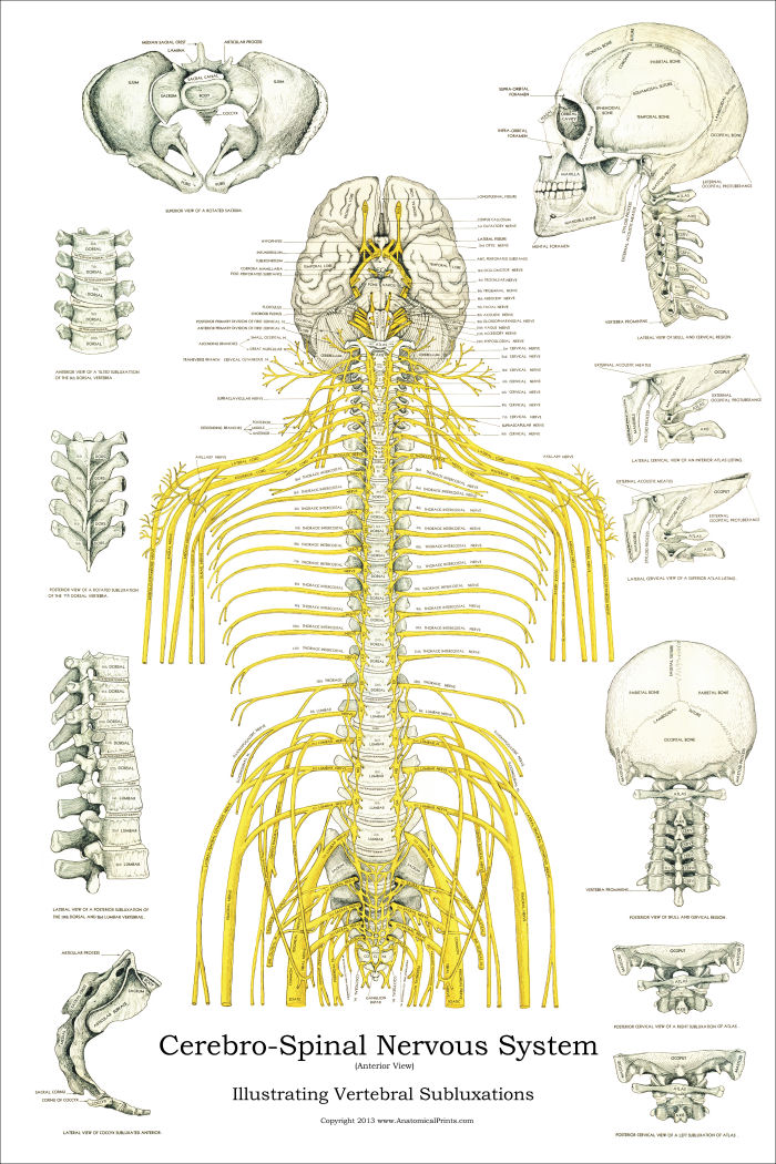 spinal-nerves-and-subluxations-poster-24-x-36