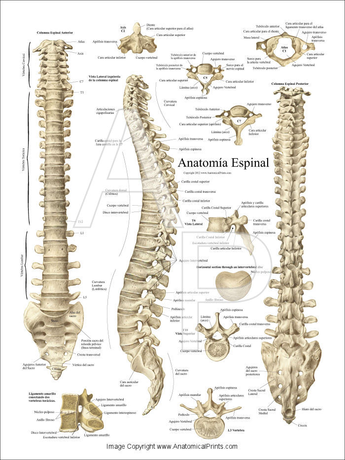 Spinal Anatomy Poster in Spanish