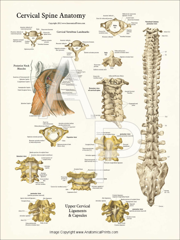 Cervical Spine Anatomy Poster