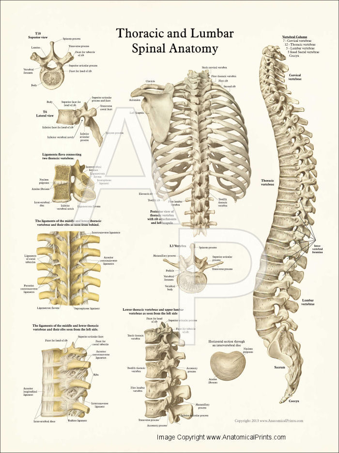 Thoracic Spine Anatomy Poster