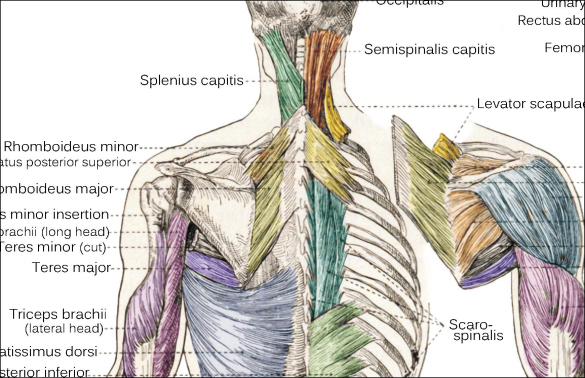 Deep Muscle Anatomy Posters