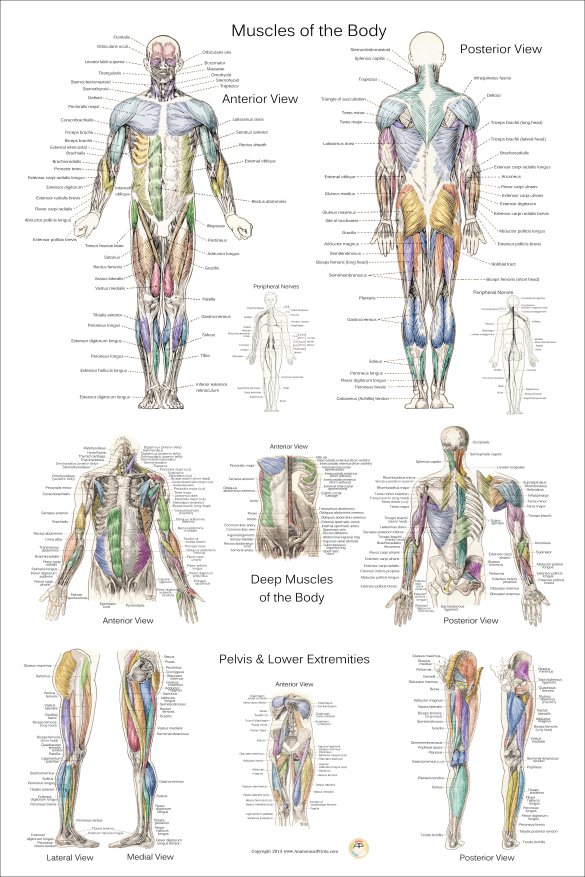 Human Muscle Poster