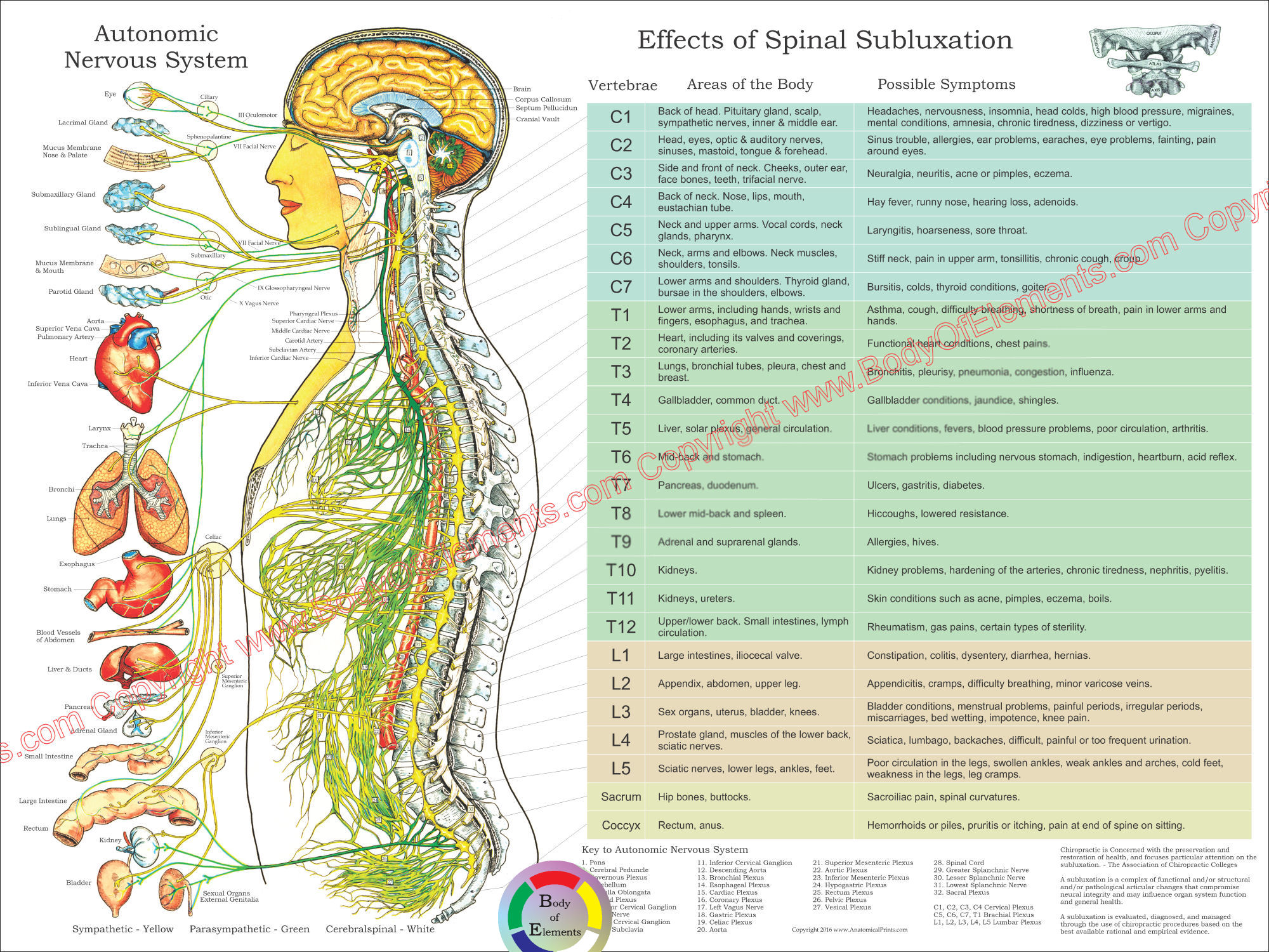 ANS and Effects of Spinal Subluxation Chart 18 x 24
