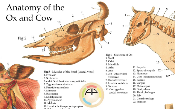 Cow Anatomy Poster