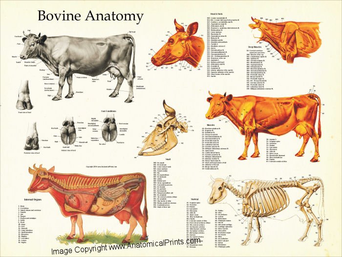 Cow Anatomy Poster18 X 24