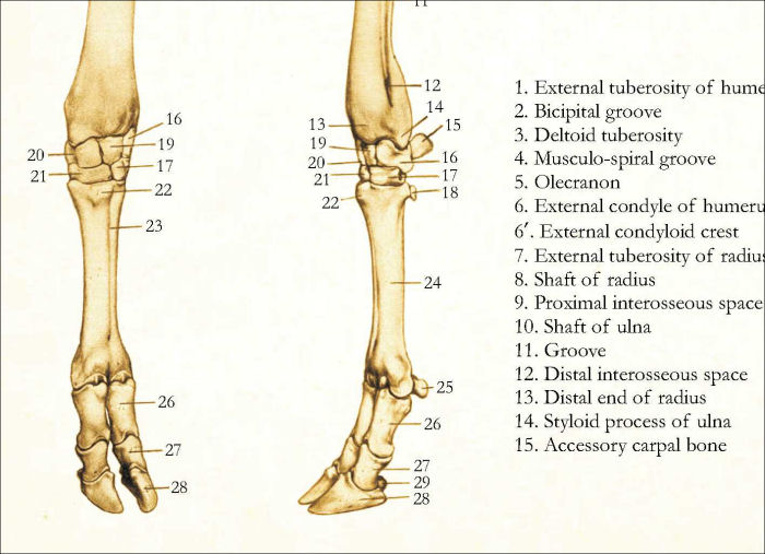 Bovine Skeletal Anatomy Poster