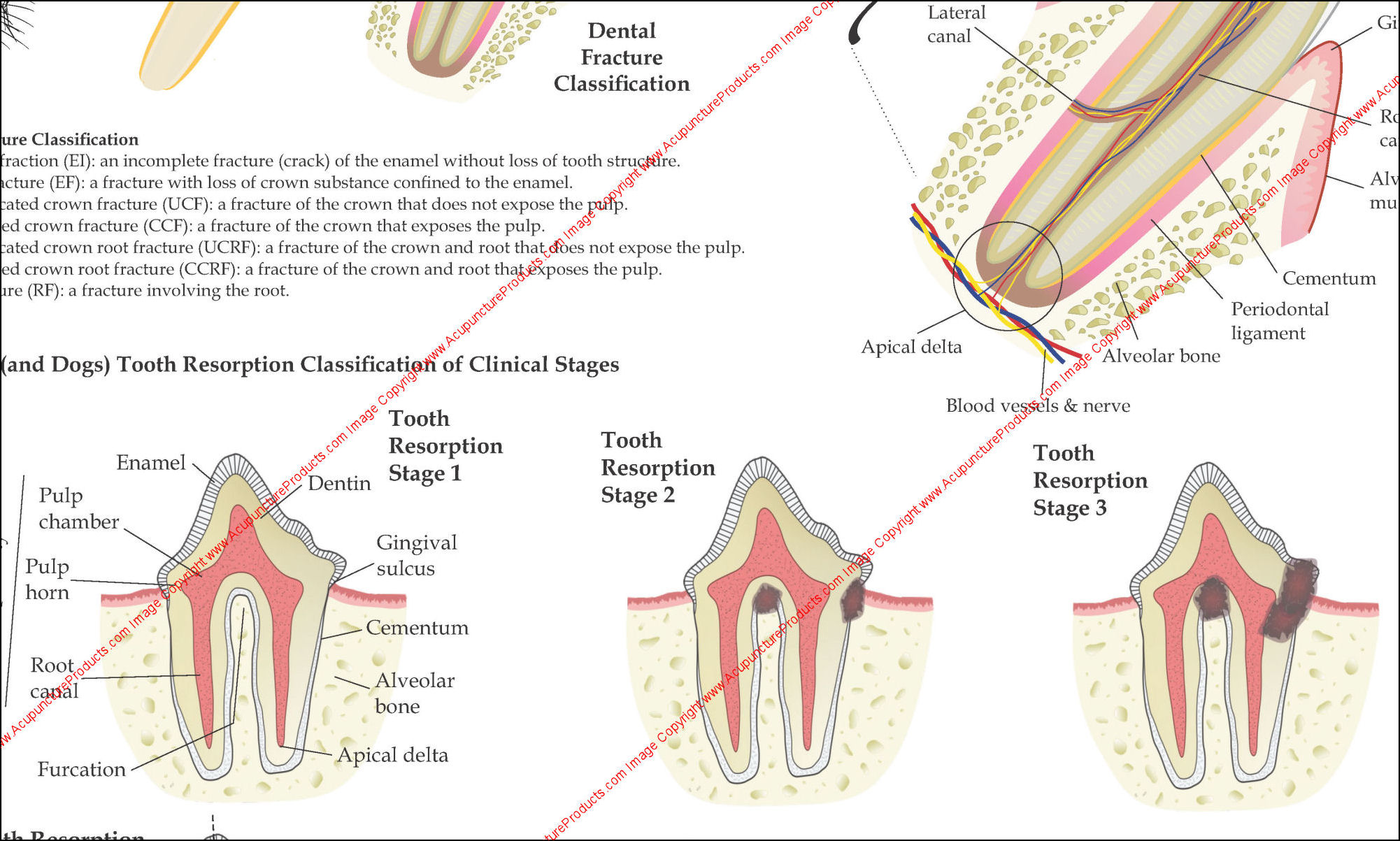 Cat Tooth Resorption Stages