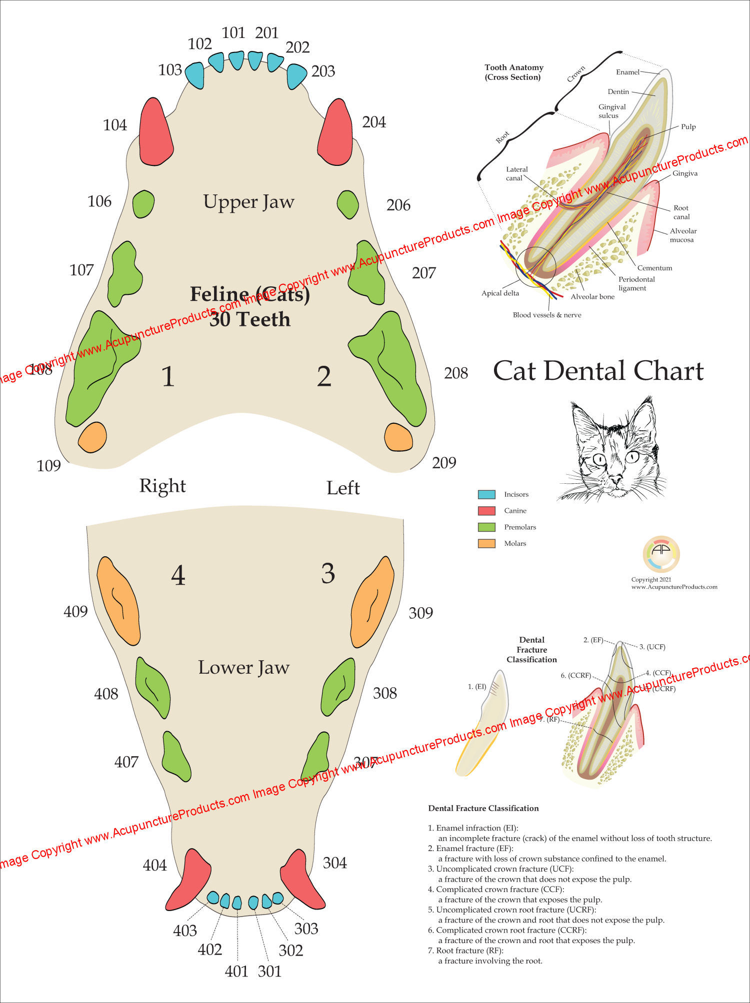 Cat Dental Anatomy Poster