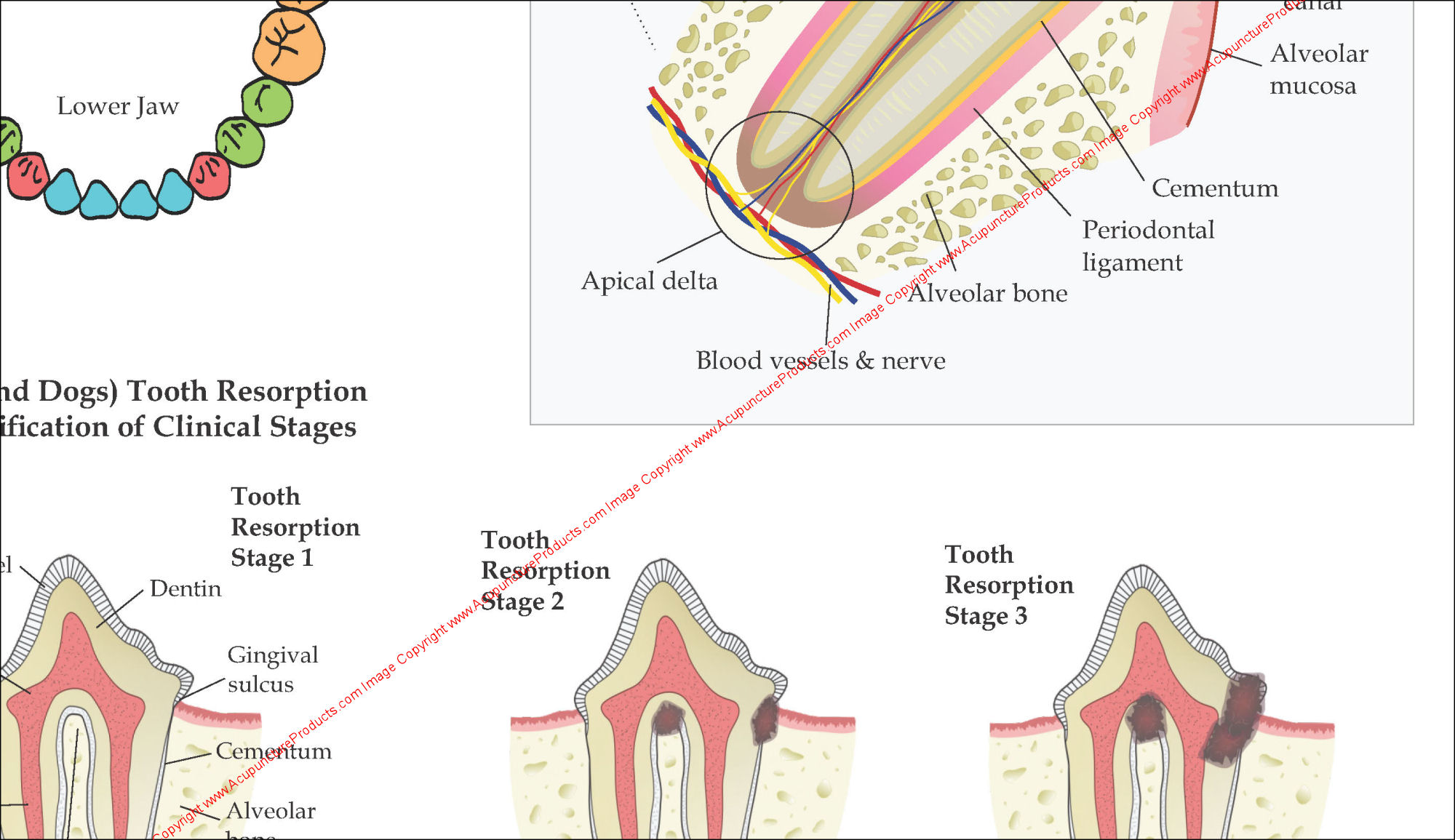 Dog Cat Tooth Resorption Stages
