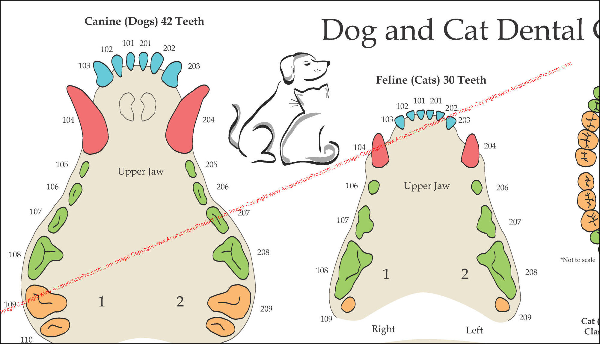 Dog Teeth Numbering System