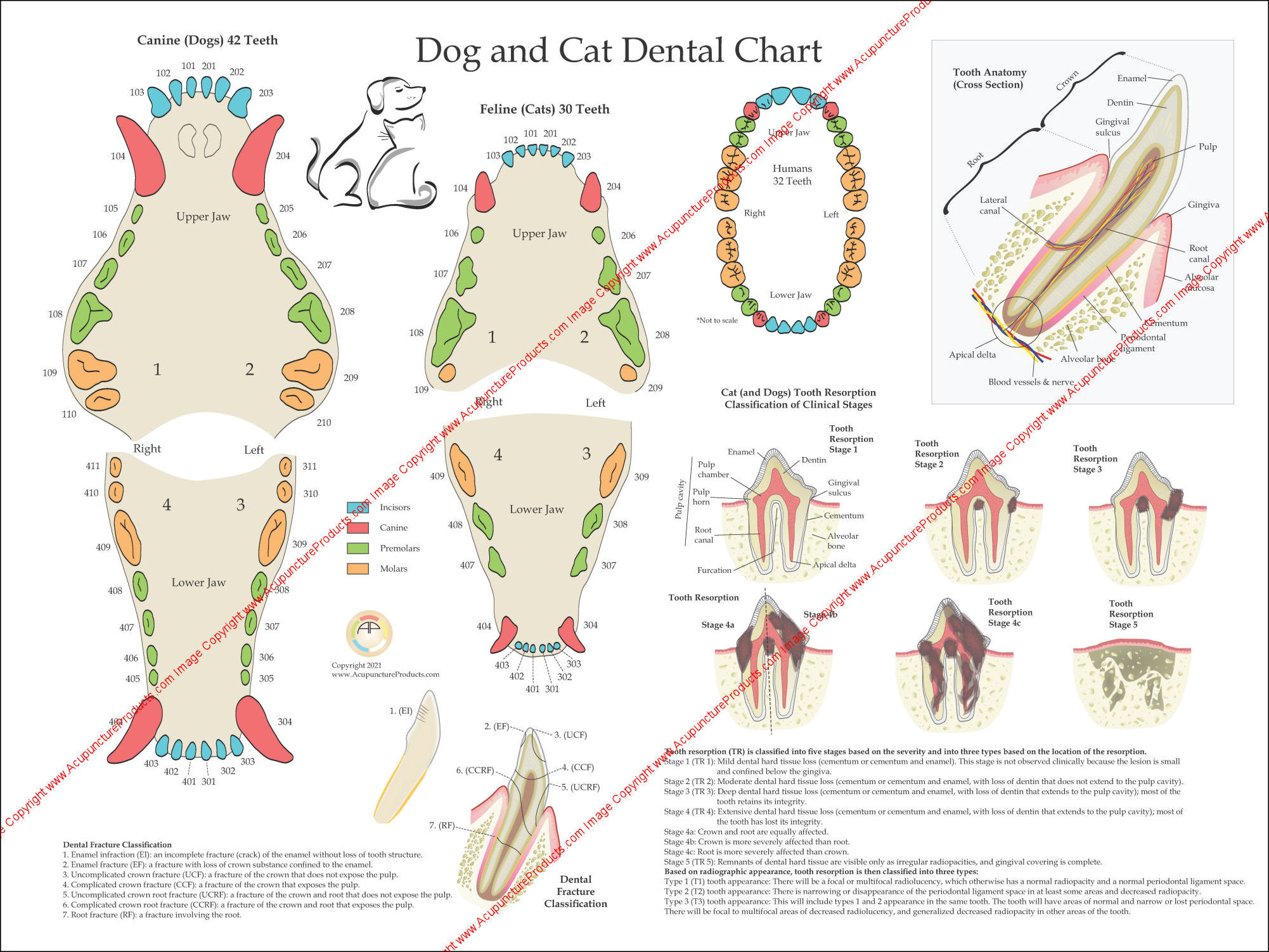 Dog Dental Anatomy Poster