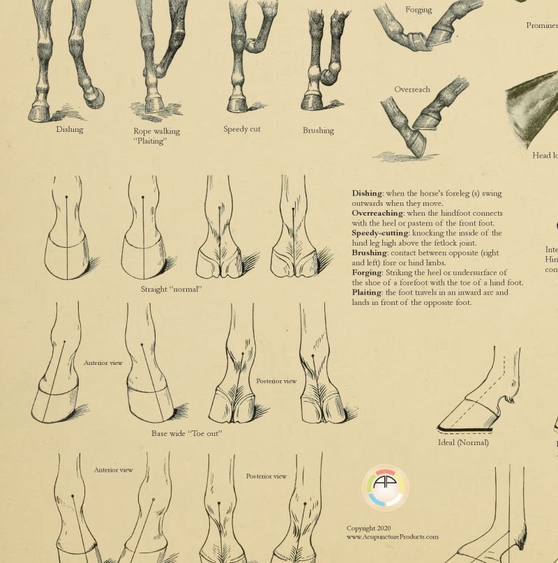 Horse Foot Angles