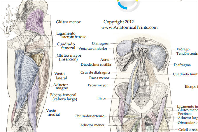 Musculo Anatomia Posters