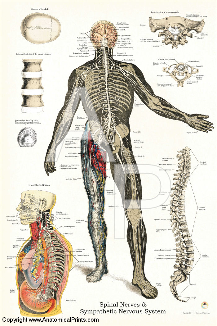 Nerves and Vertebrae Anatomy Poster
