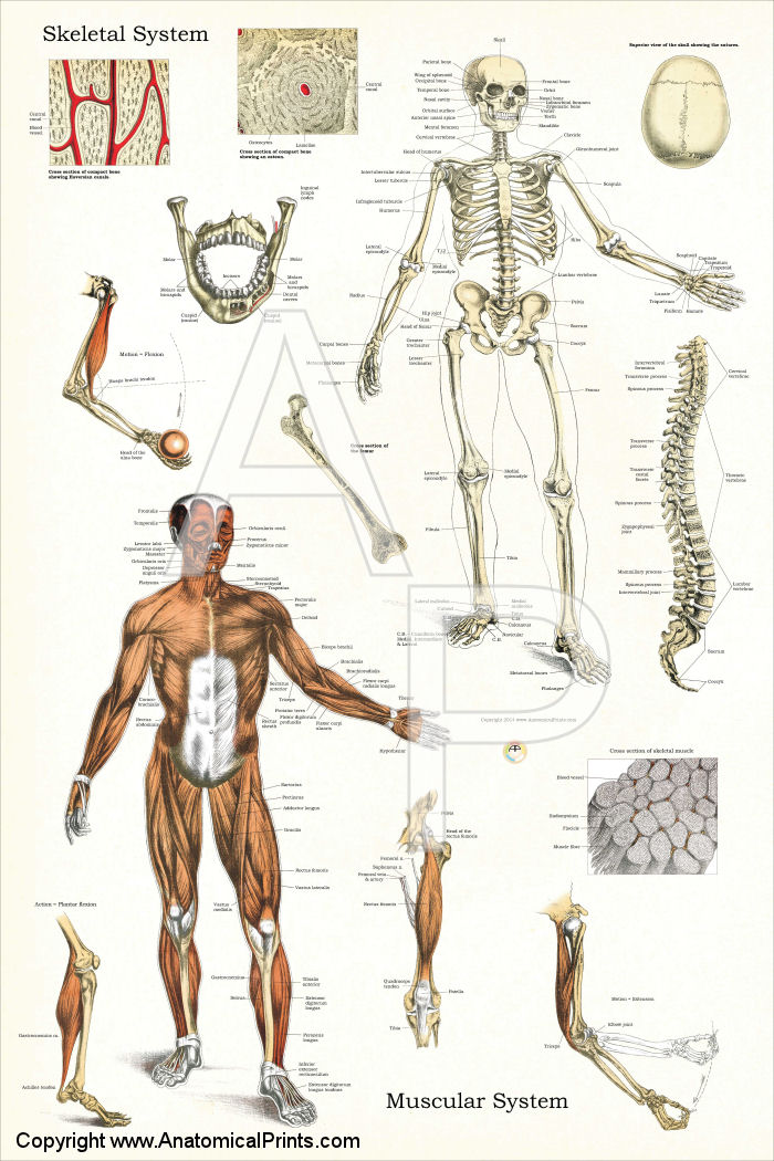 Skeletal and Muscle Anatomy Poster
