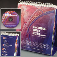 Anatomical Chart Healthcare Education Collection