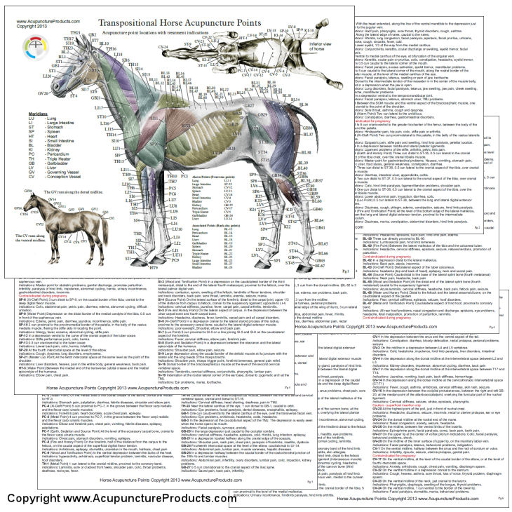 Horse Acupuncture Points Chart