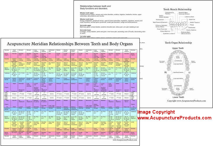 Dental Meridian Acupuncture Relationships Between Teeth and Body Organs