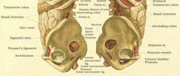 Thoracic and Abdominal Viscera Poster