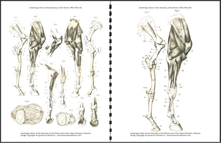 Download anatomical atlas of chinese acupuncture points pdf free