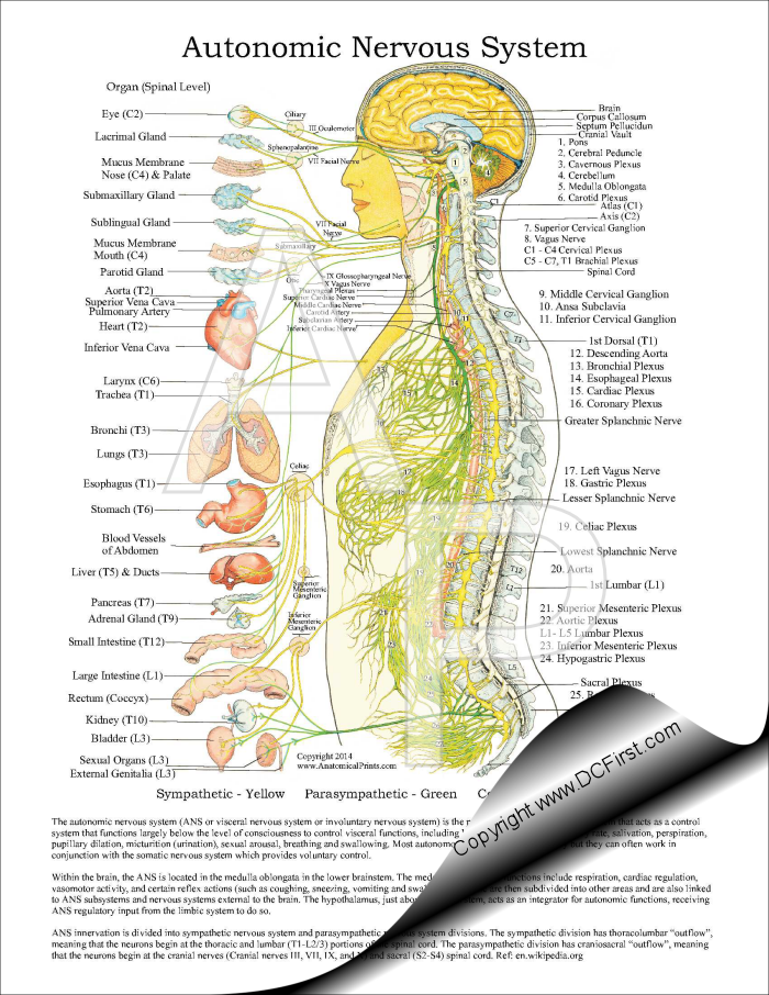 autonomic nervous system spinal cord