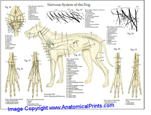 Dog Nerves Anatomy Chart