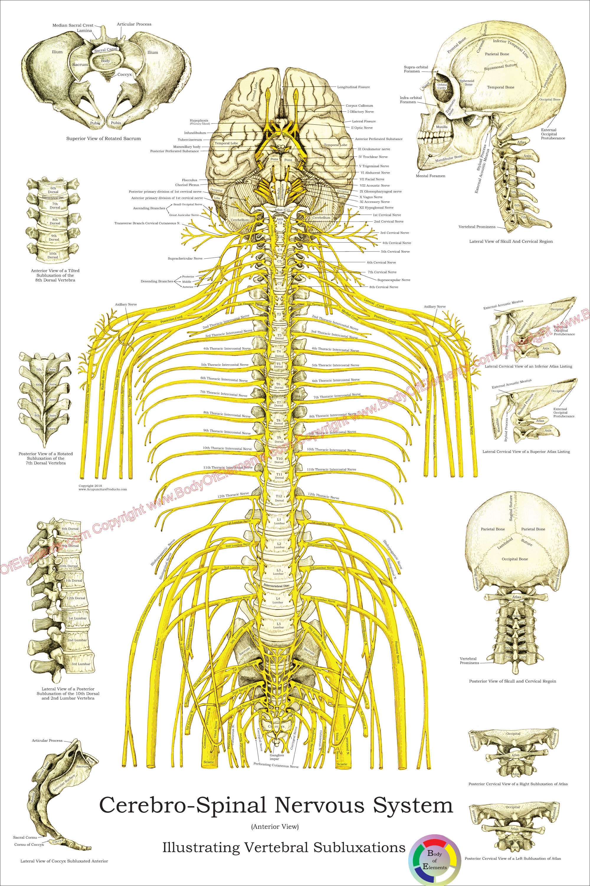 Spinal Nerves and Subluxations Poster