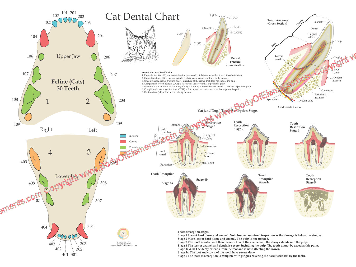 Cat Dental Anatomy Poster