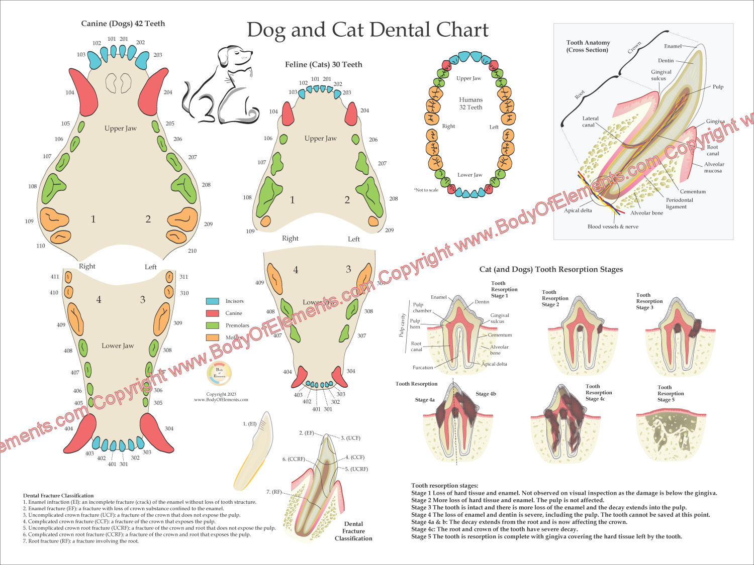 Dog Dental Anatomy Poster