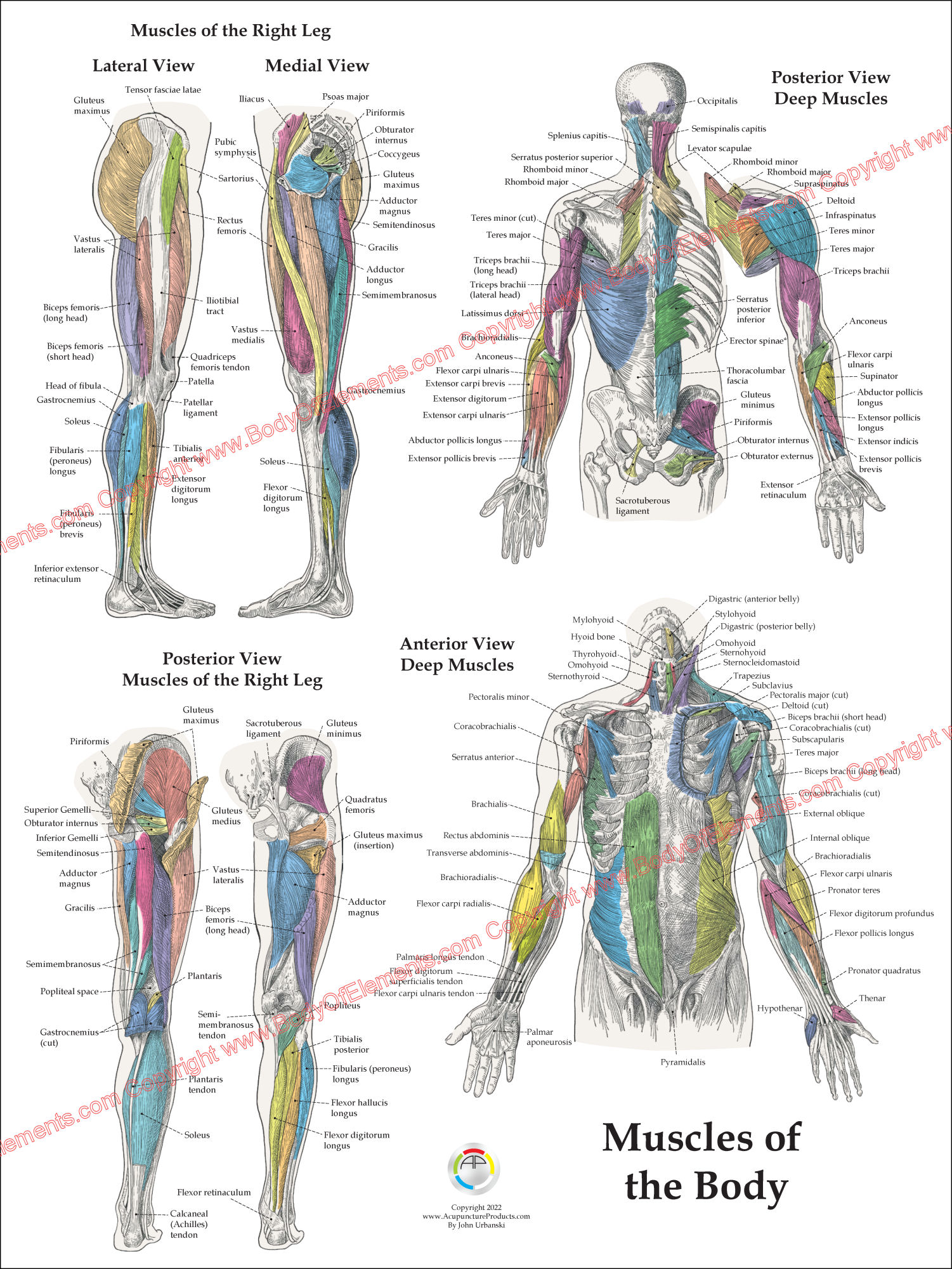 Muscle Anatomy Posters Anterior Posterior Deep Layers